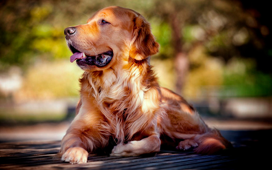 Рак у собак - симптомы и варианты лечения