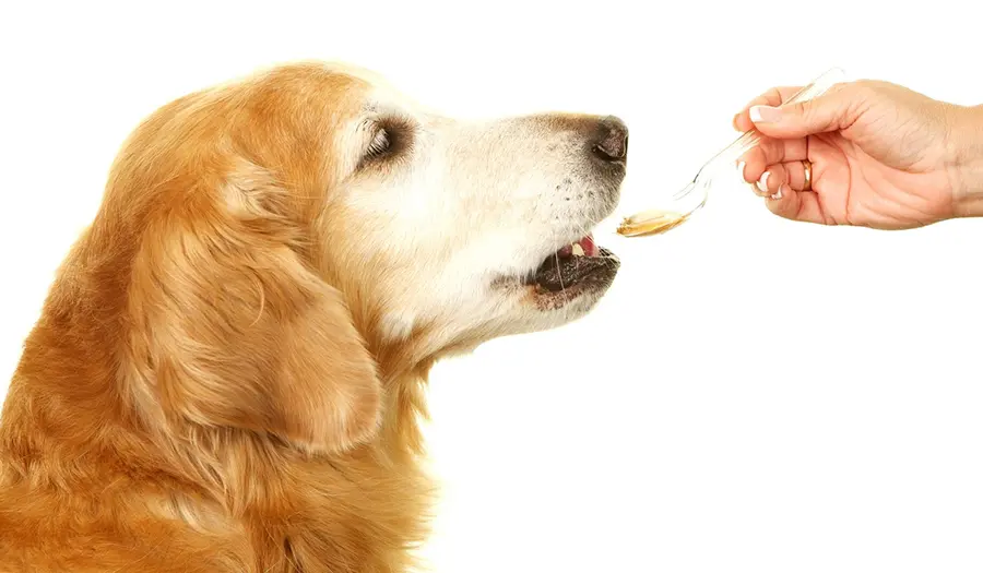 На фото Правила вибору вітамінів для собак