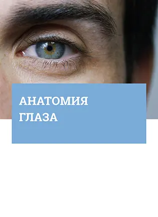 На фото Анатомия глаза и его придаточного аппарата - Петров С. Ю.