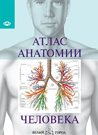Атлас анатомии человека - Надольская Н.В.